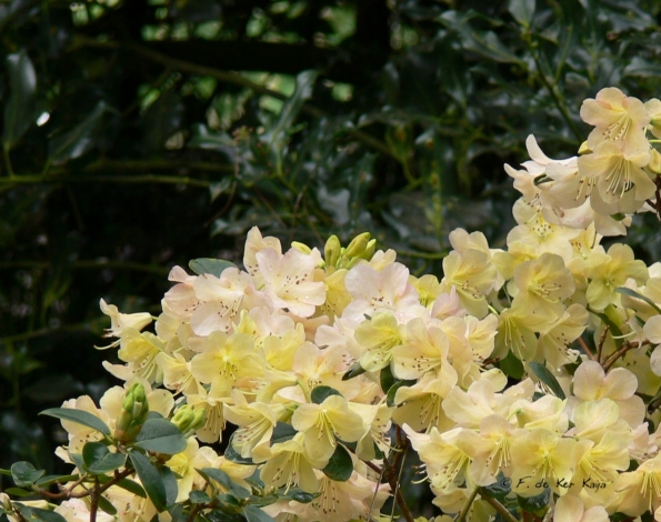 Bois des Moutiers (15) Mai 2012